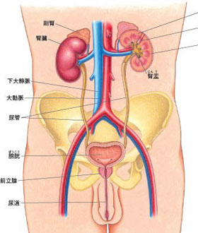 泌尿器科対象臓器の周囲解剖図