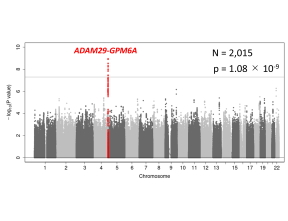 筋萎縮性側索硬化症（ALS）の発症年齢に関連する新規遺伝子としてGPM6Aを同定