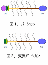 上図：バーシカン　下図：変異バーシカン